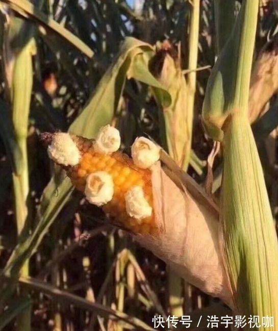 马路天使|男子晒“渐变色”皮肤,网友不服,一场“比惨”大赛开始了