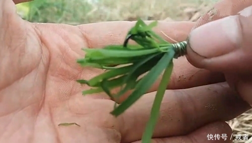 嫩草钓鱼,不用花钱买饵料就钓获一条草鱼,经济实用