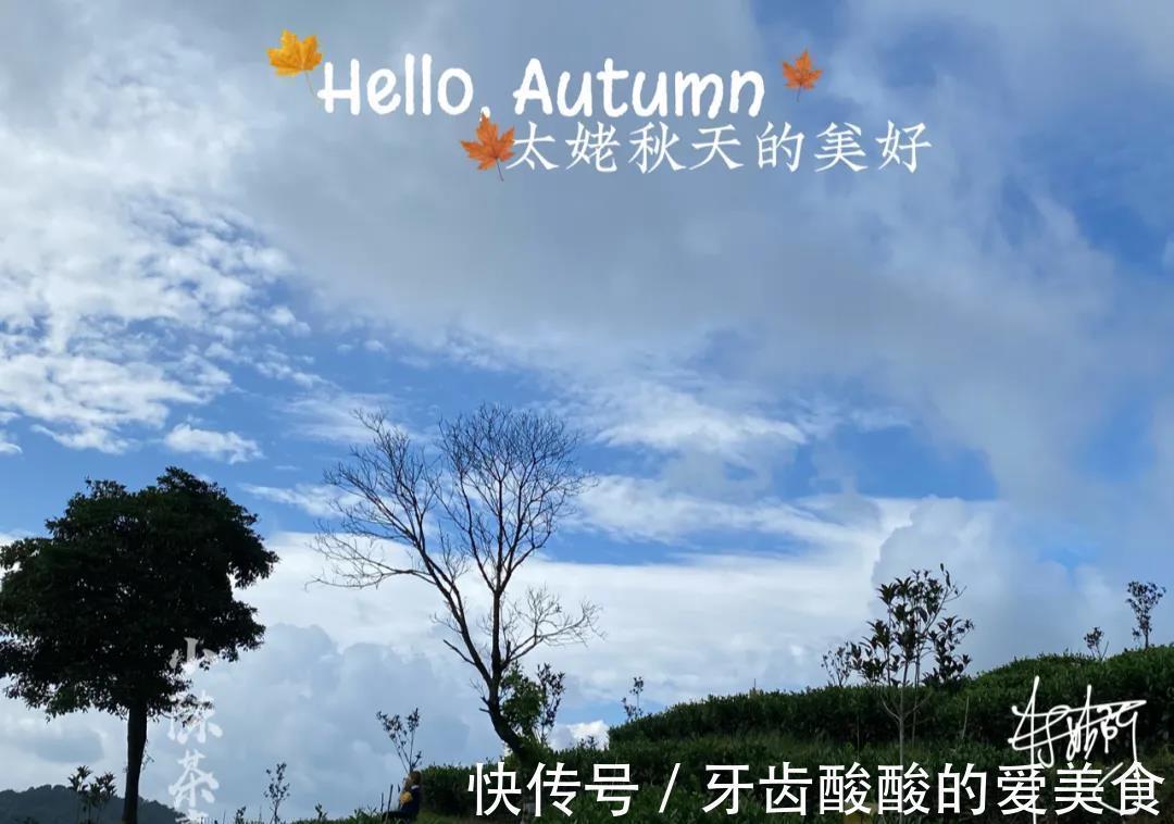 秋茶&春茶、夏茶、秋茶、冬茶、一年中哪个季节的茶好?一次性说清楚