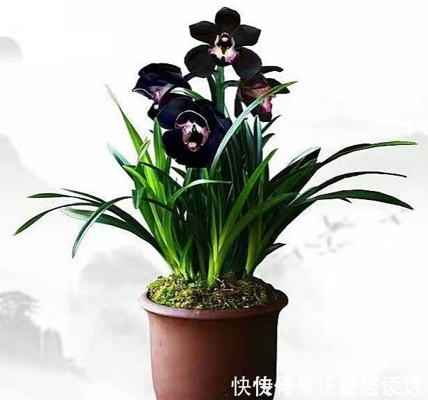 紫色叶子的花名称图片