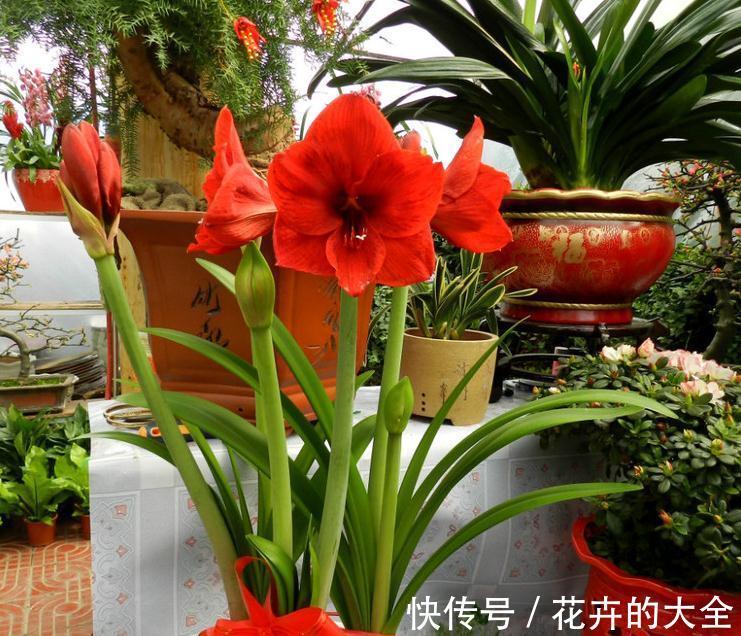 5种“漂亮花”，冬天也开花，趁着现在种，便宜好养活