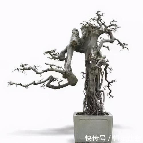 沙土|提根盆景的制作并不难，但做到了极致，以根代干，可以从头美到脚