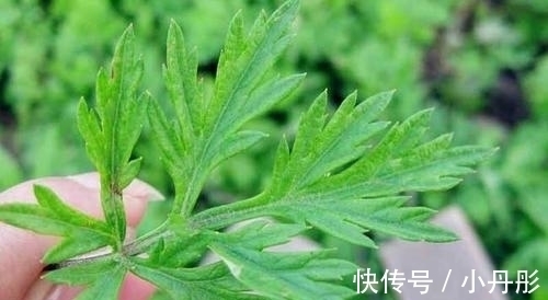 助益|这菜不要钱,入春抓紧吃,能够提高免疫力,可惜很多人懒得做!