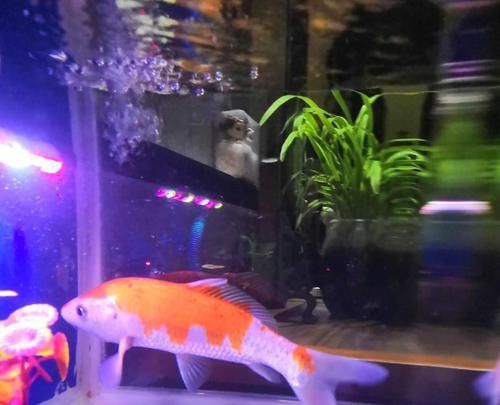  养鱼的水|养鱼水里面有它，就赶紧停止浇花，不然就亏了