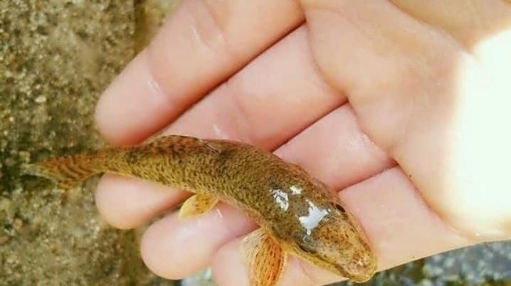 让钓鱼人难受的“新四大家鱼”,讨厌还没有办法,你认识吗?