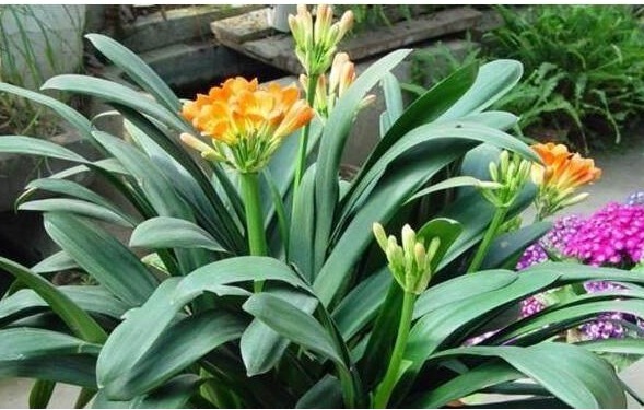 给君子兰、兰花喝点“酒”,花芽猛窜,花开大又艳,养一盆旺一盆