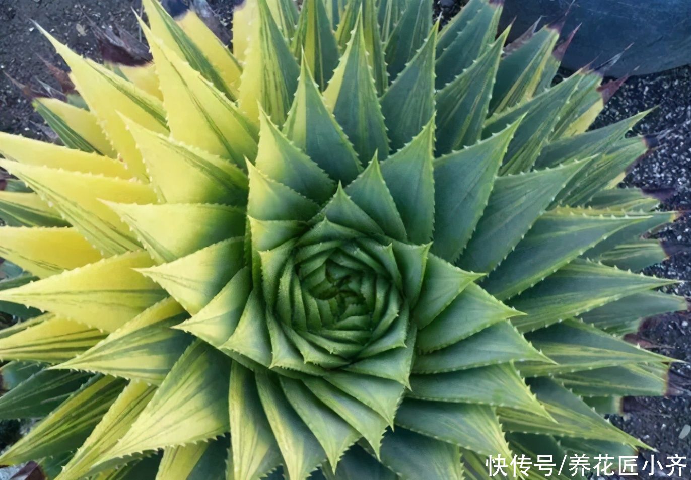 俗话说：“勤人养鱼，懒人养花”，这6种花最适合懒人去养