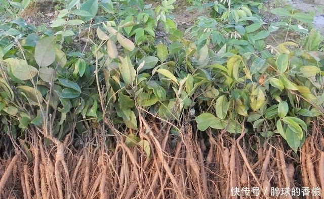 早知|十个人九个腰疼,用此物泡水喝,腰不疼了,腿不酸了,早知早健康