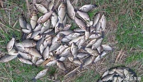 三香酒|钓鱼技巧:酒米最科学的制作方法,酒味越浓效果未必越好!