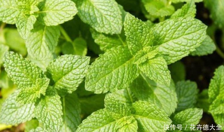 养花就养个花期长的,花大色艳,四季繁花似锦,美