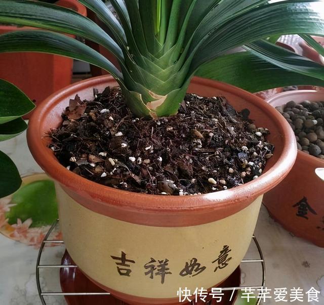 君子兰有“3怕2不喜”,避开了更爱长新叶,开花也会多一些