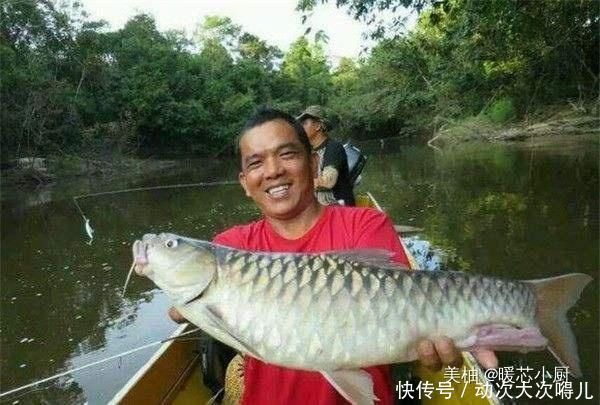 世界上最昂贵的“淡水鱼”,每公斤要3000元,吃了都赞不绝口