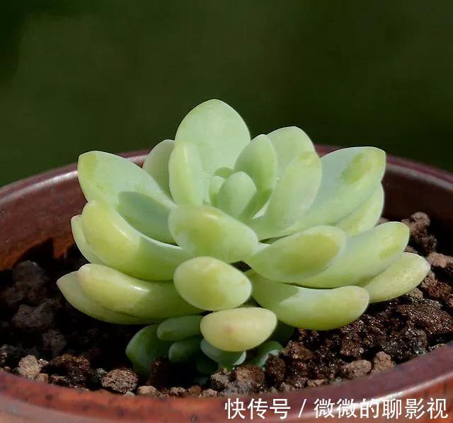 多肉中的高端货，甜美又可爱，浑身散发糖果香，你喜欢吗