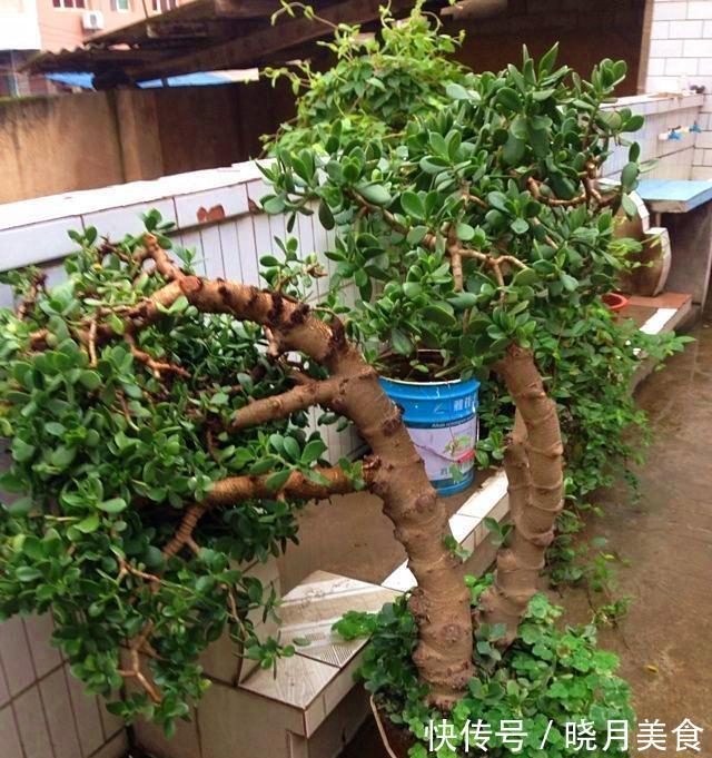 龟背竹|5种“大盆花”适合养客厅,旺家有格调,吉祥好养,易成“老桩”