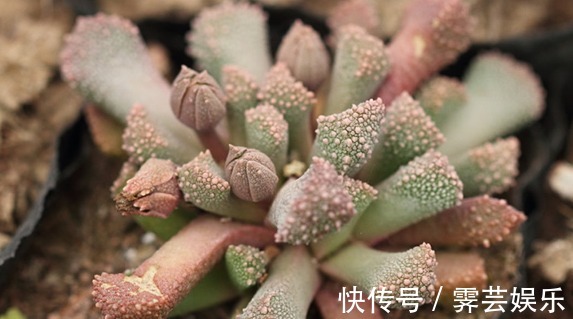 6种漂亮多肉植物,长相蠢萌还容易爆盆,新手懒人必备