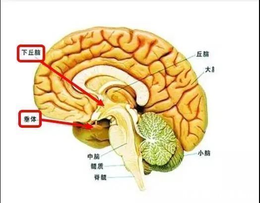 骨龄|我家宝宝不长个怎么办？这几类检查了解一下