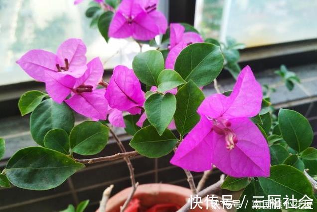 红樱|喜欢养三角梅，不要错过此6个品种，开花真的太勤了