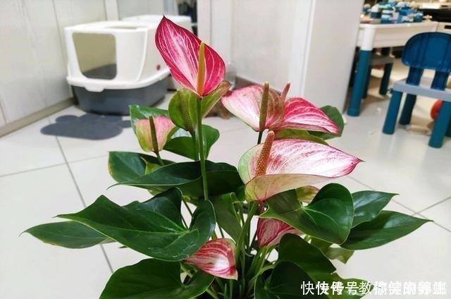 绿萝|七种耐阴的开花植物,好养如绿萝,花期不短,适合室内、北阳台养!