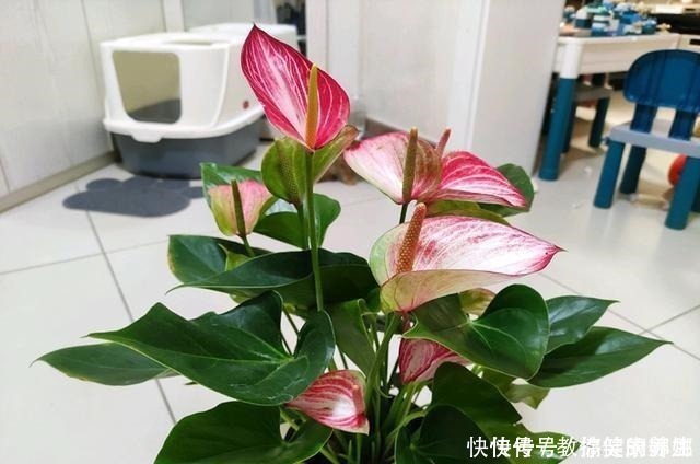 绿萝|七种耐阴的开花植物，好养如绿萝，花期不短，适合室内、北阳台养！