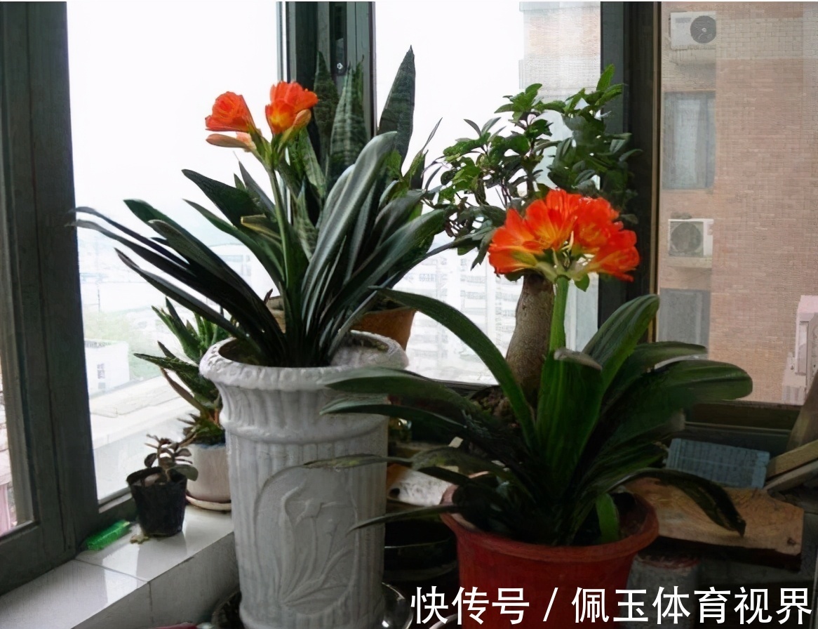 透气性|想要君子兰一花多箭,现在就得做好养护,背熟5句话,用上就管事