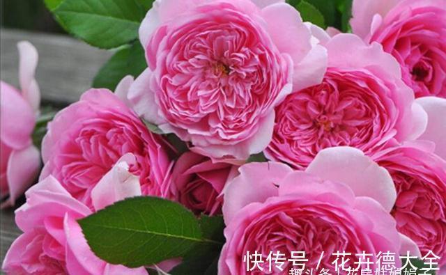 值得入手的6款月季花,花型标准花期长,漂亮又好养,阳台也能种