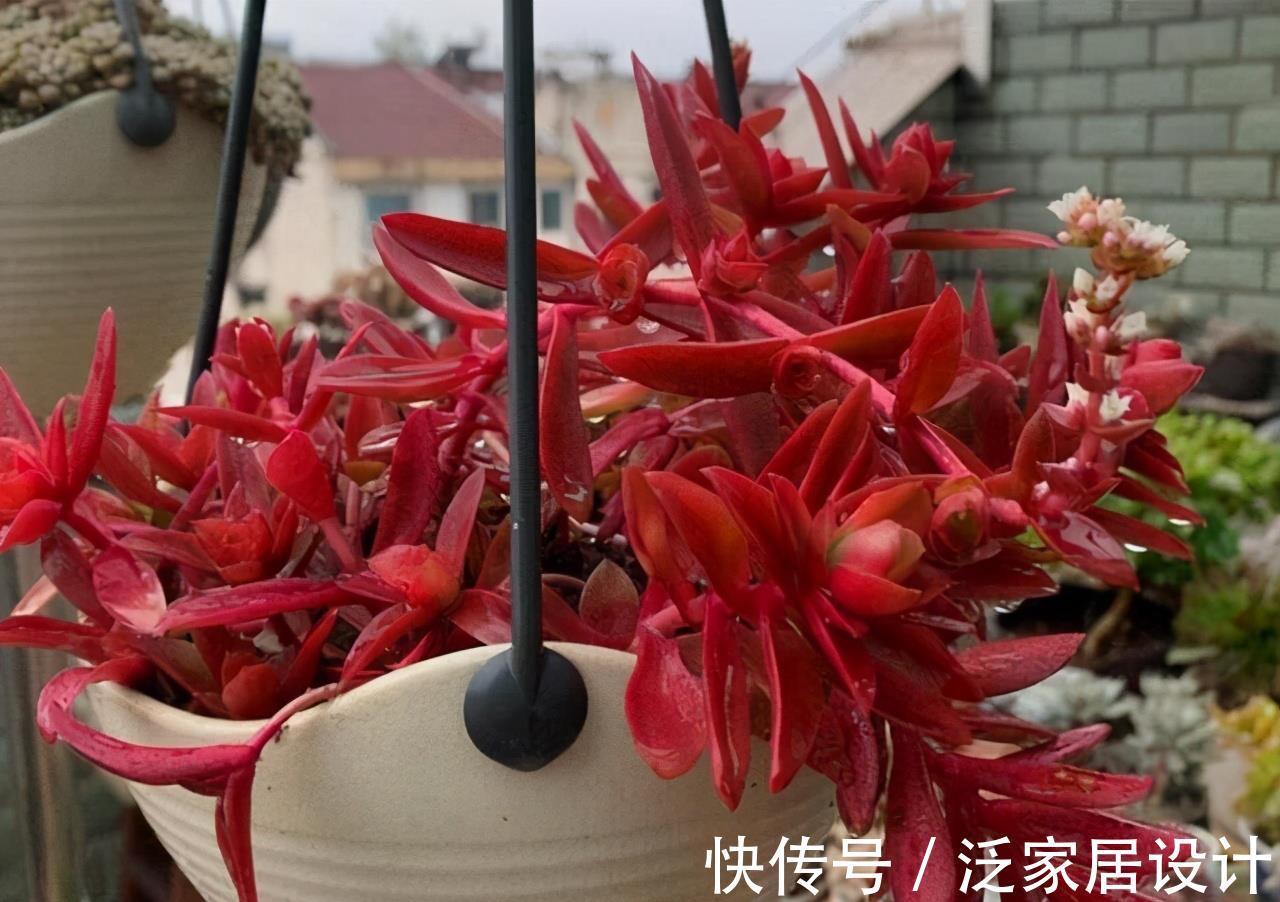 多肉|红色系多肉中经典品种火祭，挂起来养成垂吊桩，出了状态人见人夸