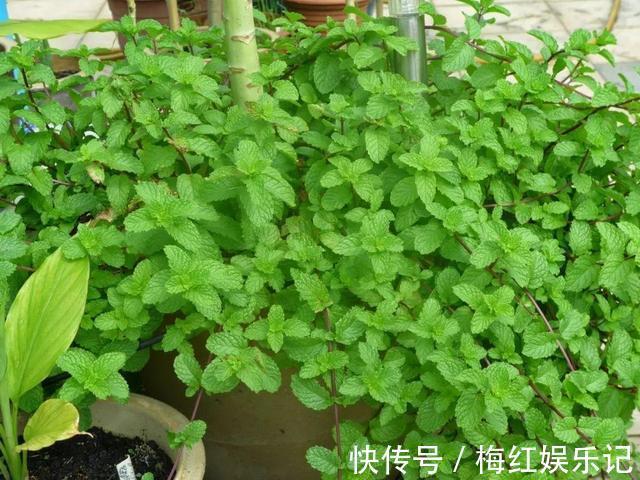 碰碰香|能“养人”的四种花，好养不怕热，可凉拌可泡茶，还能驱蚊子