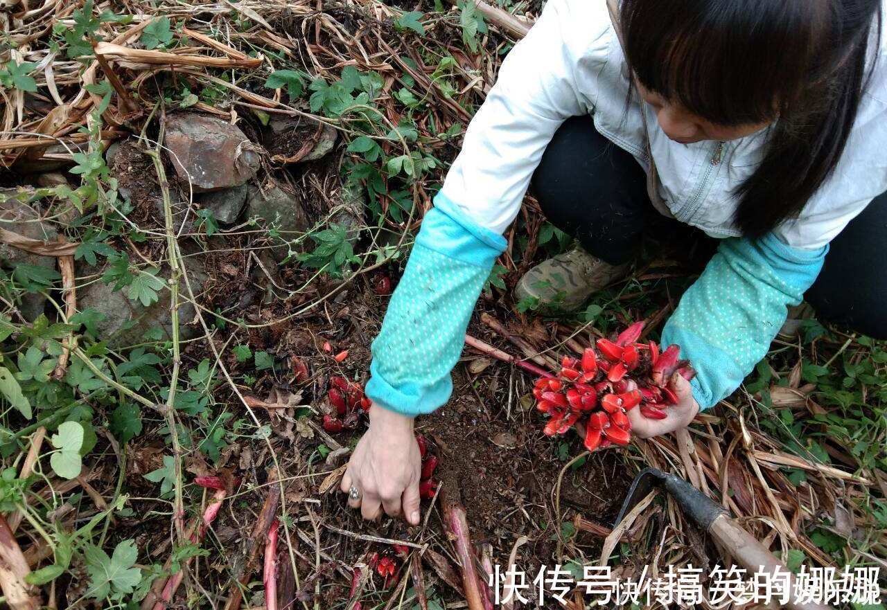 阳荷|年轻人无人吃,农民当成猪青料,国外稀少当成宝,其实价值很高