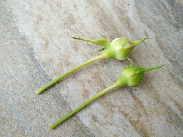 栀子月季，花还没开就发黑掉落，这些原因一看就懂！