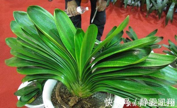 花期到了不开花用上1种“白粉末”，早晚浇一点，花多到压弯枝