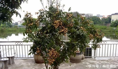 果子|两种水果,吃完籽儿留下,撒盆里,一年长成小盆栽,果子结满了