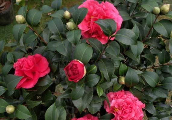 芙蓉葵|3种花耐寒又耐热，南北都能种，开花色彩艳丽，高雅大气