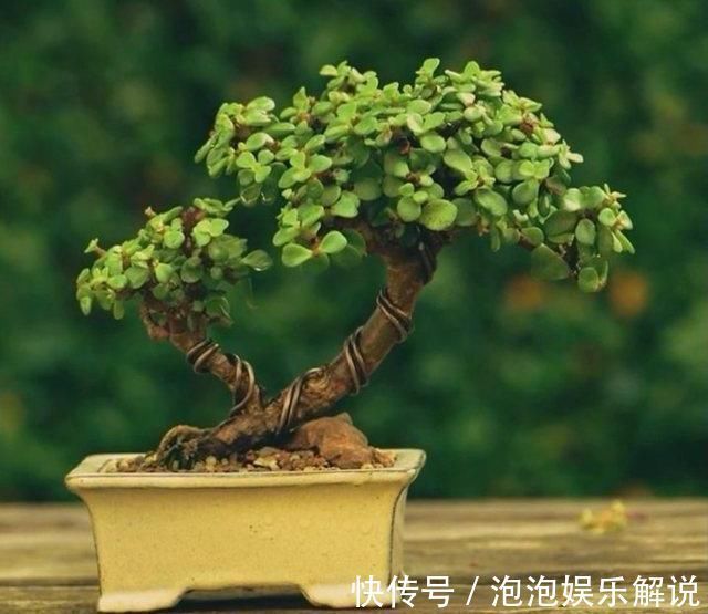 修剪|养一盆金枝玉叶,一剪一扎,轻轻松松,变成值钱的“盆景”