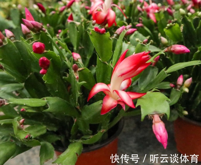 花芽|蟹爪兰长出这种叶子,立马掰掉它,嗖嗖冒花苞!