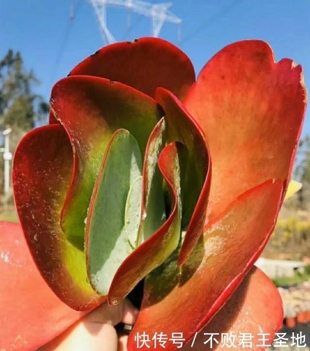 叶片|多肉植物唐印夏季怎么养注意3点,叶片舒展根系多,繁殖要赶紧