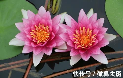 三角梅|都说养花容易上瘾,尤其是这4种花,不信养几盆就知道了