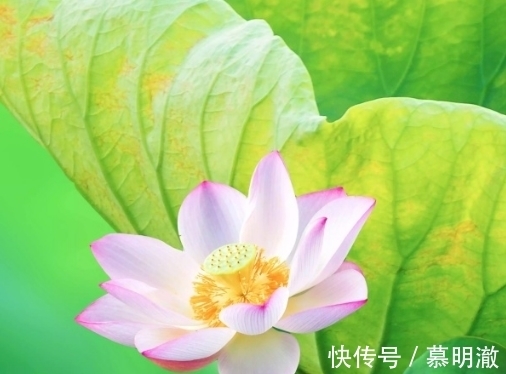 桃花开|7月7日开始，4属相运势如虹，贵人来、桃花开，福运亨通