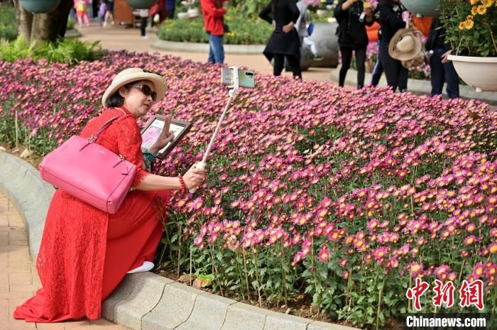 南宁|8万盆菊花亮相广西南宁引游人