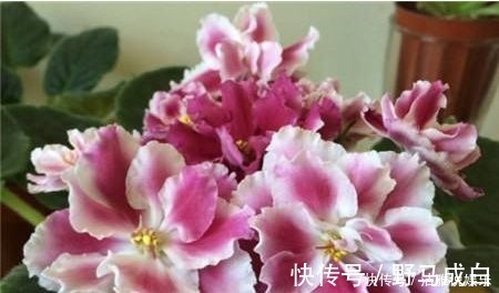 几款艳丽的花卉，漂亮又好闻，开花勤还爱爆盆