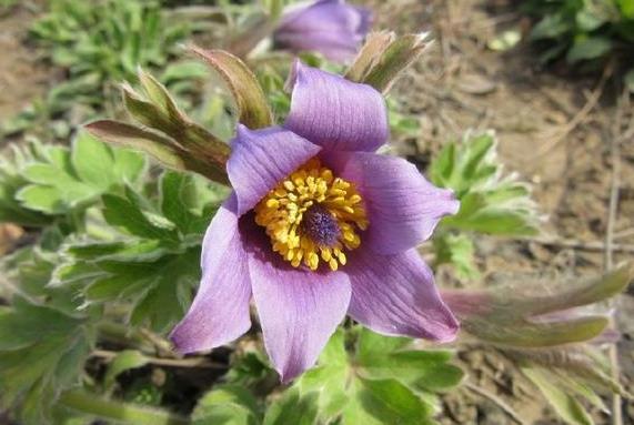 疮痈肿痛|农村一种野草全身是“毛”,若是见到它可别轻视或除掉,价值珍贵