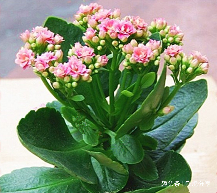 三角梅、长寿花开完花后简单一处理,花开满枝头,要不难开花