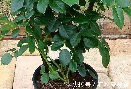 月季病害多,开花少,这2件事要常做,学会这些,叶茂花更旺