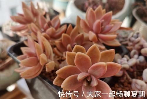 铭月|布丁和铭月是同一种多肉吗？看看布丁养了几个月后的状态就知道了