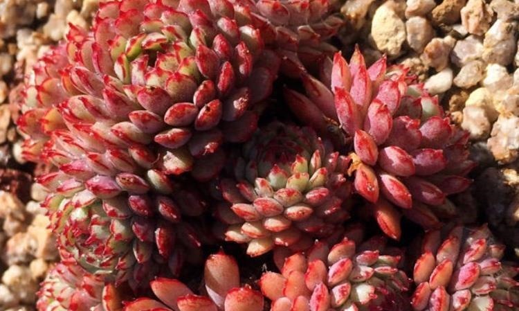 养多肉不想买土？试试此8个品种，它们可以说是最不挑土的多肉了