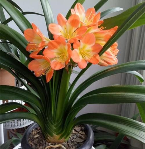 5种花，就得小盆养，花盆越小，长得越旺