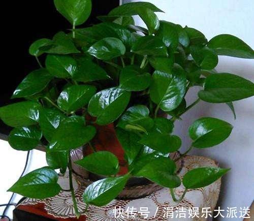 自制1种“混合土”，君子兰、绿萝最喜欢，1分钱不花，根旺叶绿