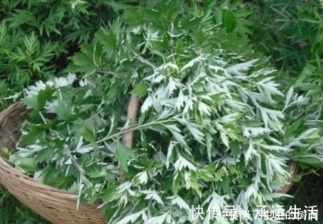 作用|艾叶切碎后用来煮水,还有如此作用,可惜知道的人不多