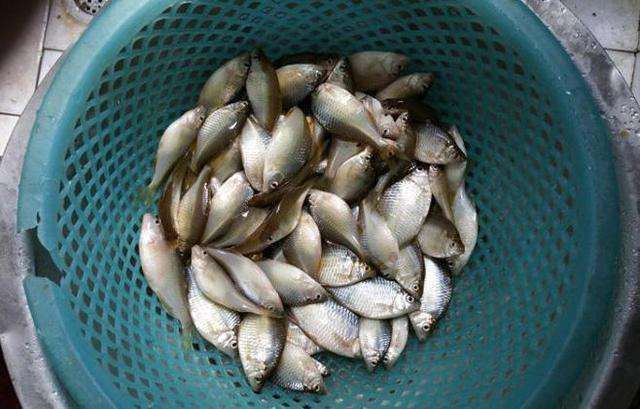 鰟鮍鱼|小时候最讨厌钓到鳑鲏鱼,离水几分钟就会烂肚子