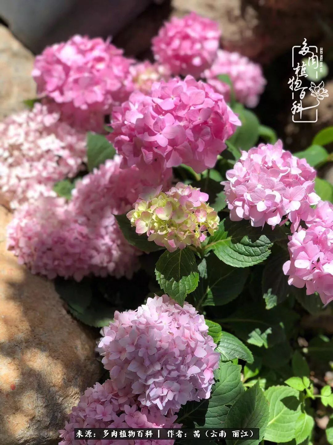 一年四季不同景，一院多肉陪我后半生！