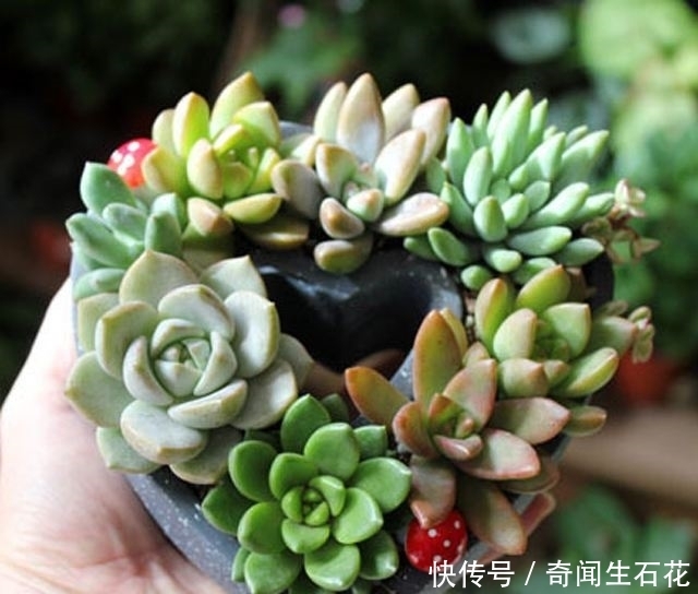 河沙|夏季多肉植物如何生根?教你3种生根小窍门,多肉叶片圆润生根快